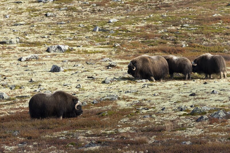 muskox-5577.jpg