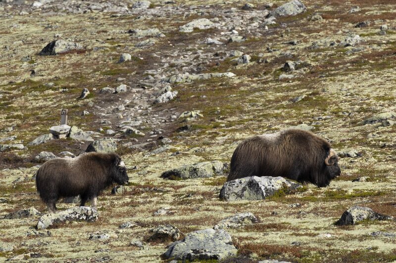 muskox-5629.jpg