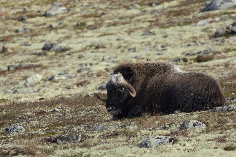muskox-5658.jpg