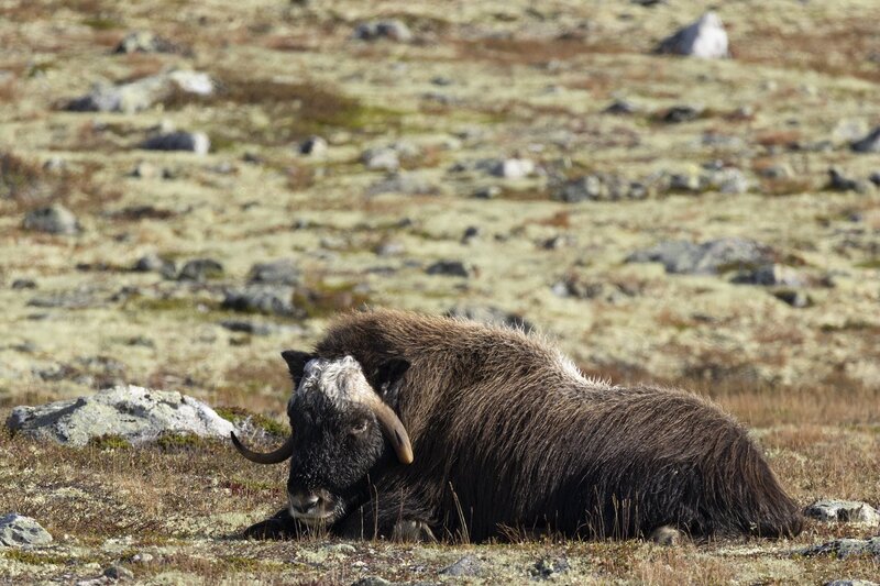 muskox-5690.jpg