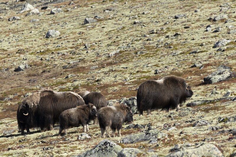 muskox-5707.jpg