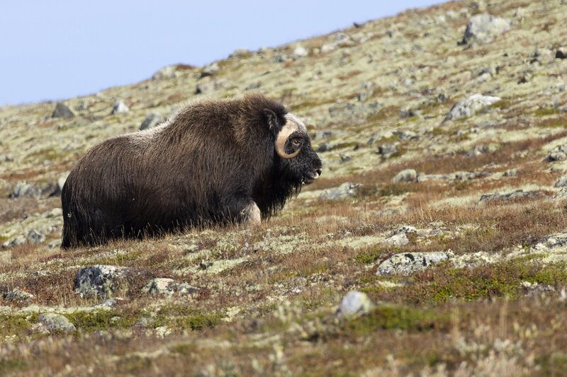 muskox-5722.jpg