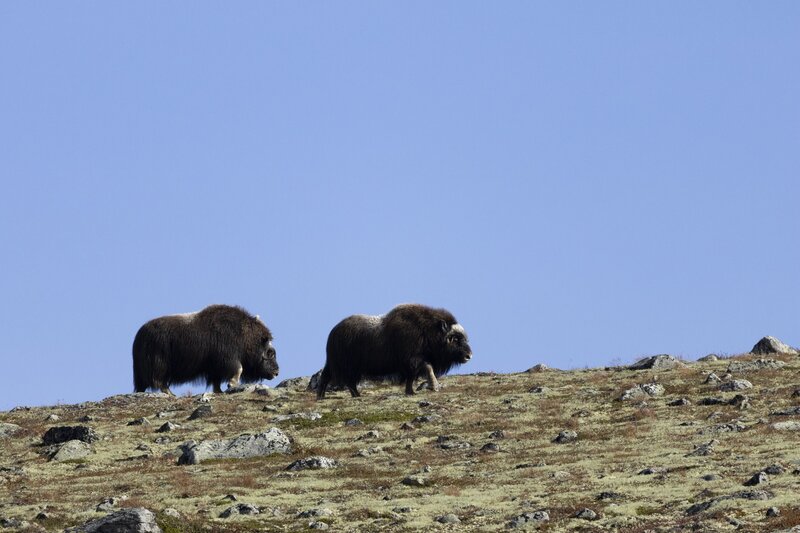 muskox-5736.jpg