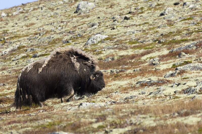muskox-5769.jpg