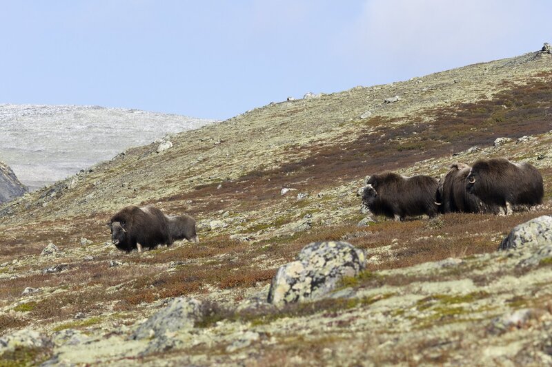 muskox-5825.jpg