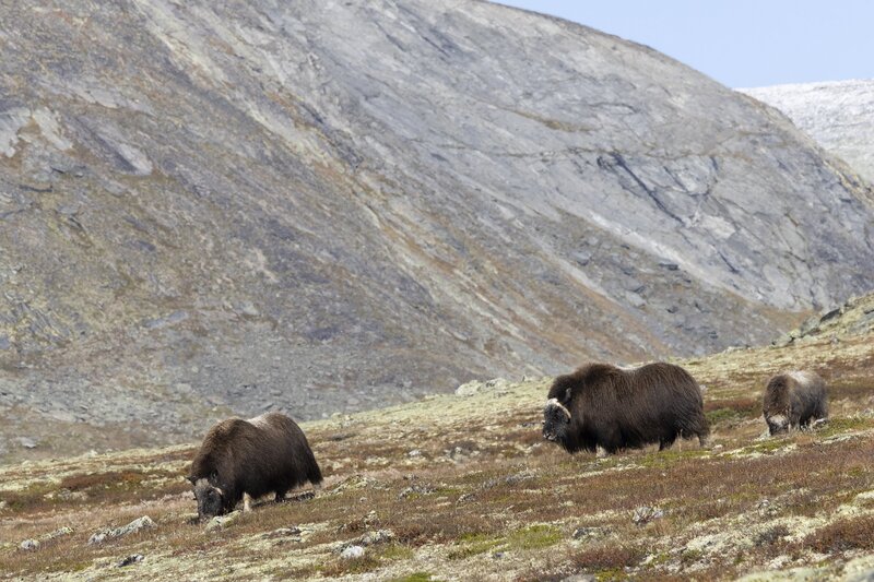 muskox-5833.jpg
