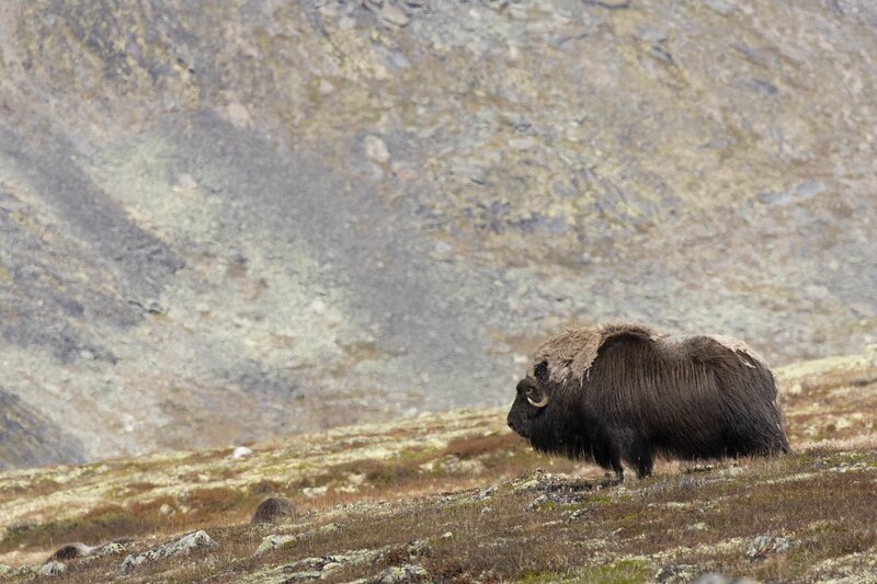 muskox-5837.jpg