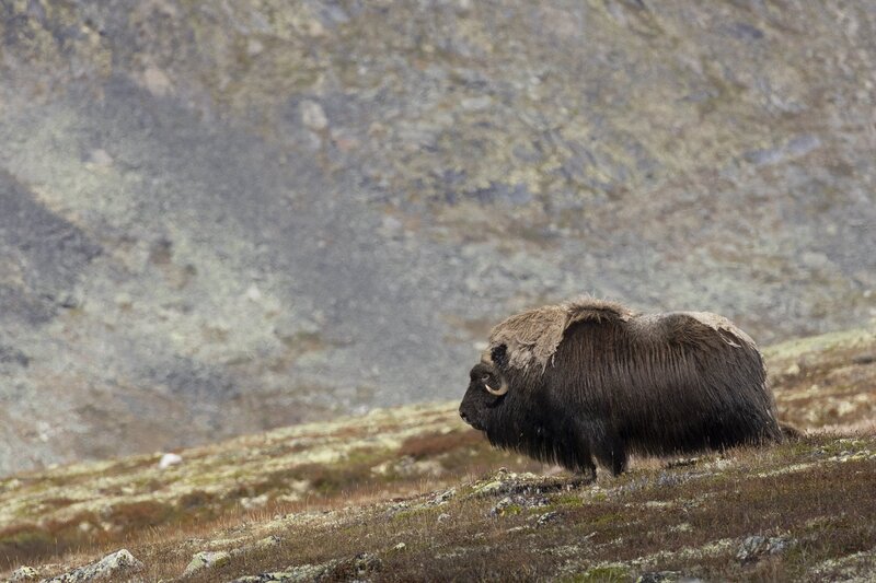 muskox-5841.jpg