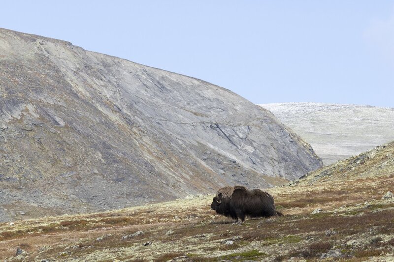 muskox-5843.jpg