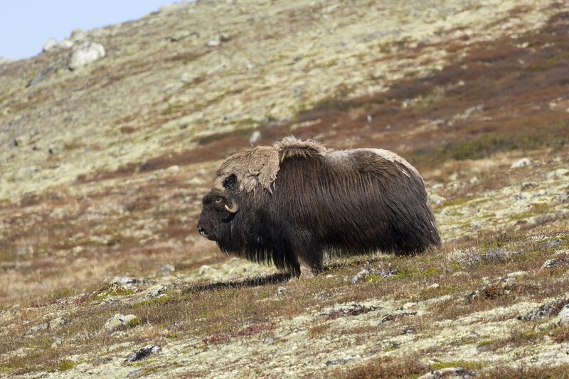 muskox-5871.jpg