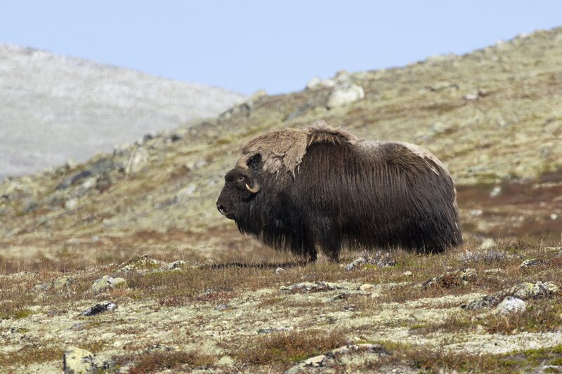 muskox-5875.jpg