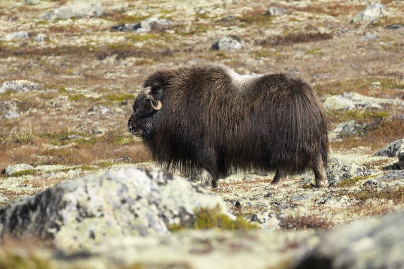 muskox-5883.jpg