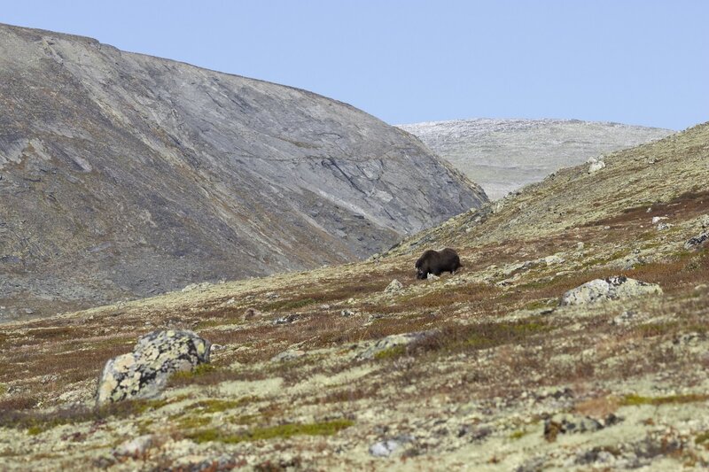 muskox-5899.jpg