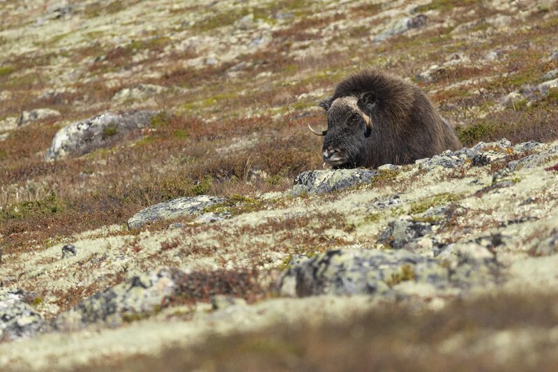 muskox-5900.jpg