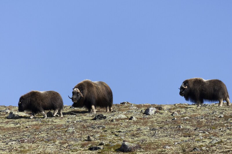 muskox-5908.jpg