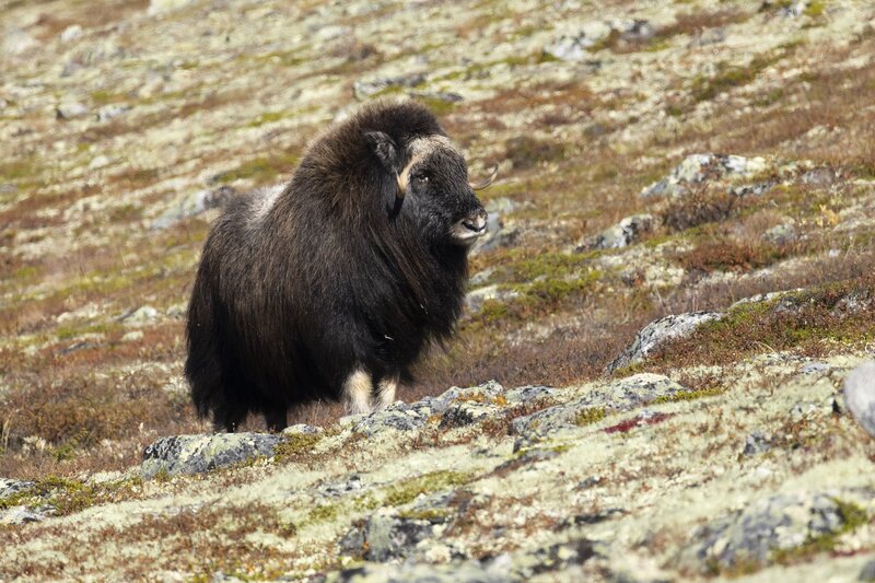 muskox-5940.jpg