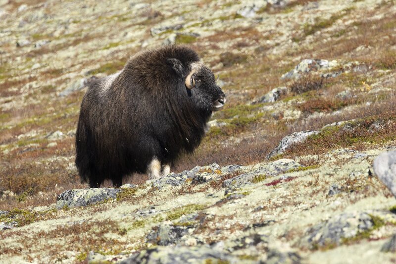 muskox-5949.jpg