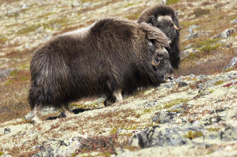 muskox-5955.jpg