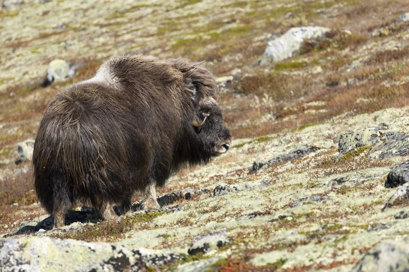 muskox-5970.jpg
