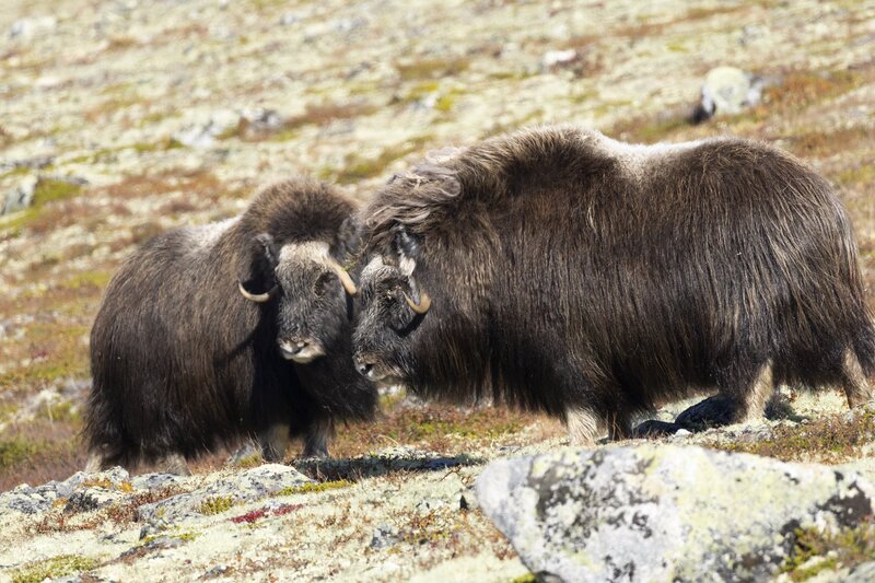 muskox-5977.jpg