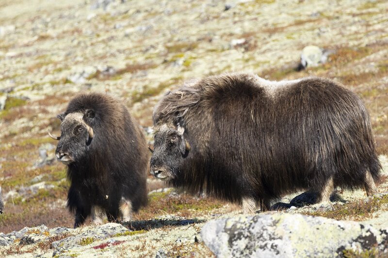 muskox-5981.jpg