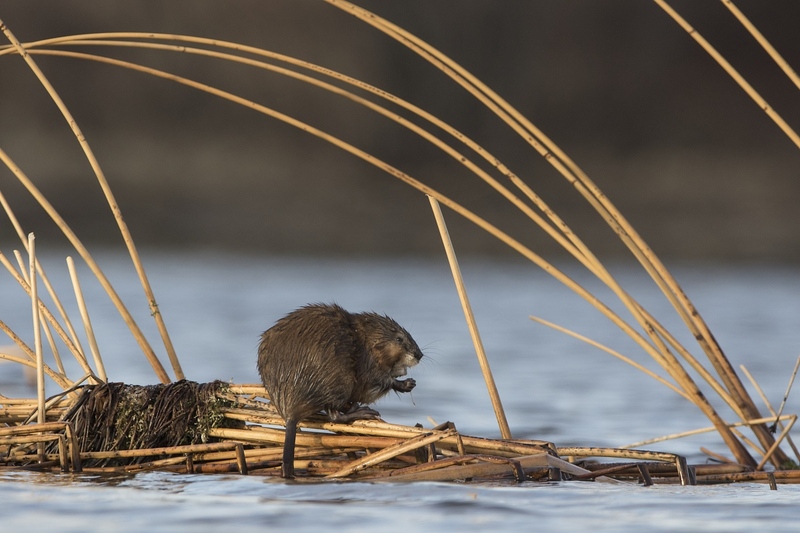 muskrat-0400.jpg :: Muskrat feeing on cattail root on reeds