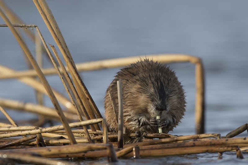muskrat-1.jpg :: Muskrat feeing on cattail root on reeds