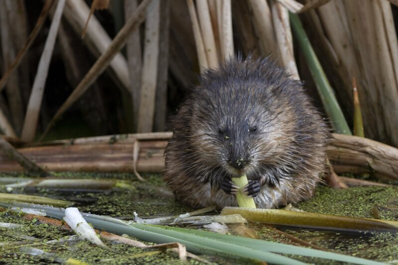muskrat1996.jpg