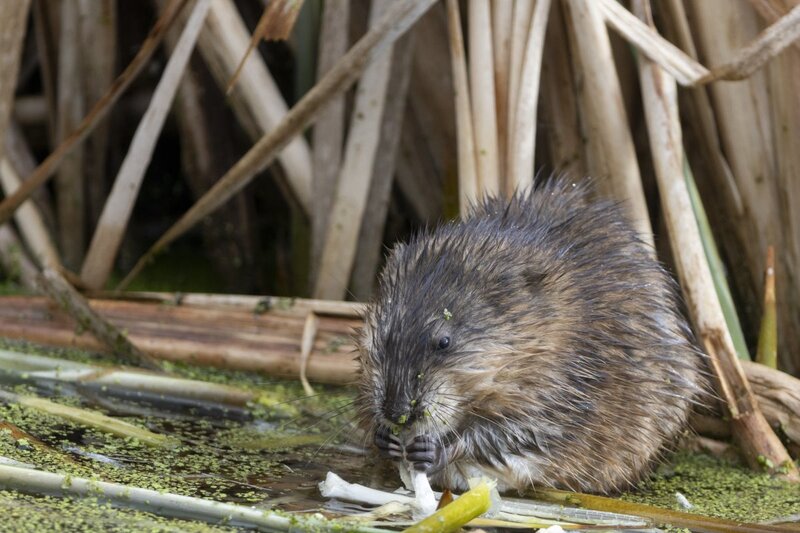 muskrat2001.jpg