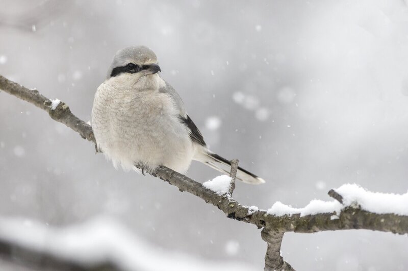 northernshrike3218(1).jpg