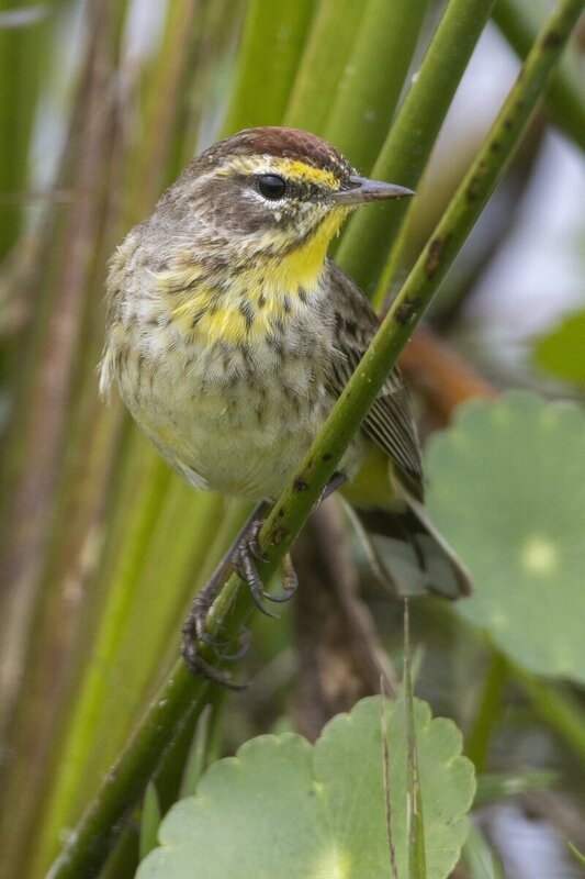 palmwarbler8479(1).jpg