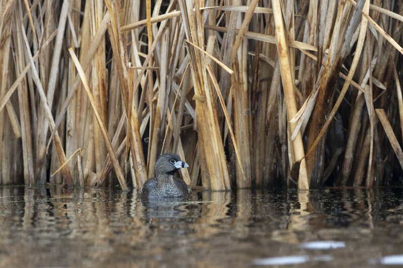 piedbilledgrebe1070.jpg