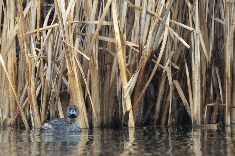 piedbilledgrebe1071.jpg