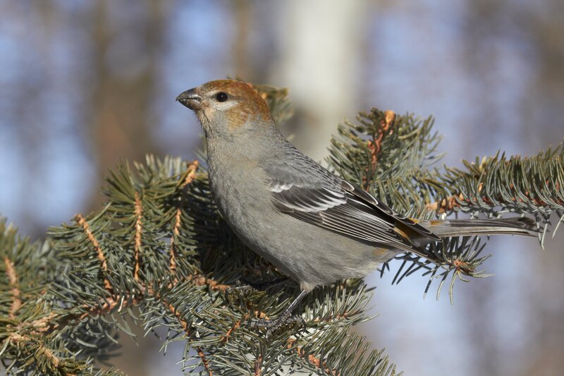 pinegrosbeak1728(1).jpg