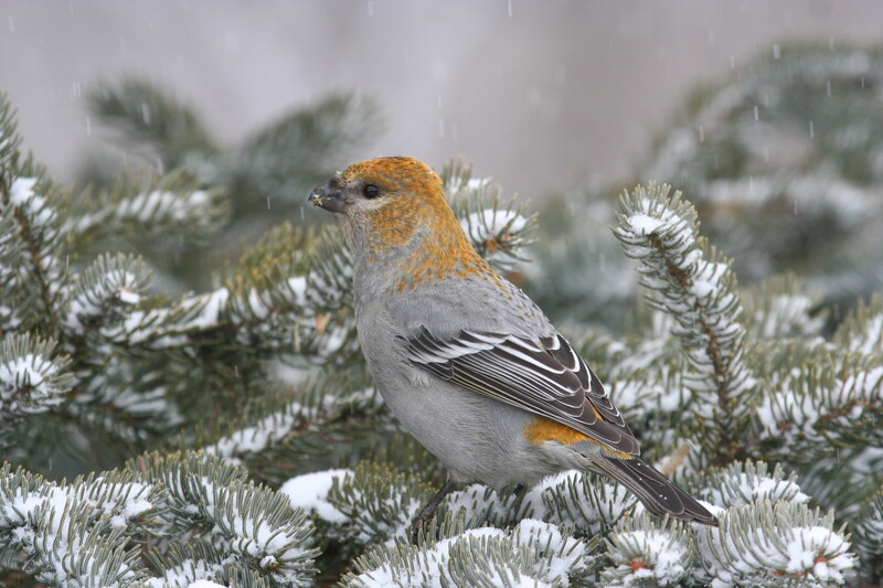 pinegrosbeak6404(1).jpg