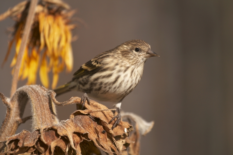 pinesiskin0282(1).jpg