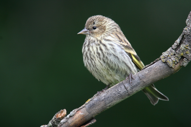 pinesiskin5249(1).jpg