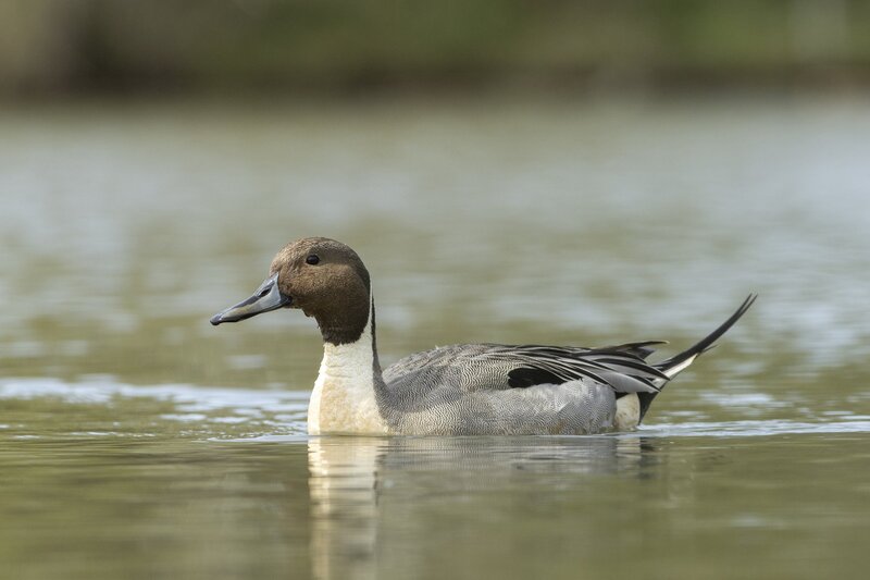 pintail-3634.jpg