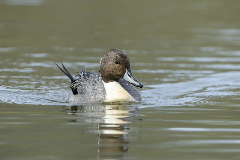 pintail-3673.jpg