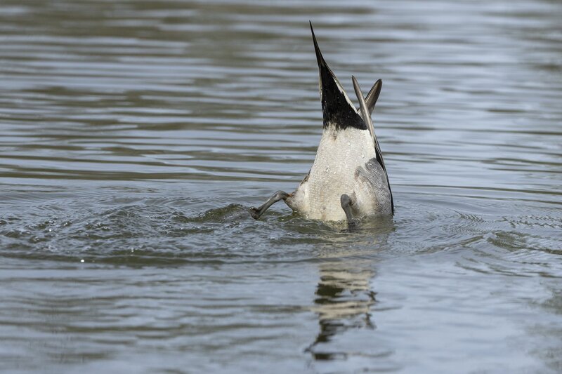 pintail-3681.jpg