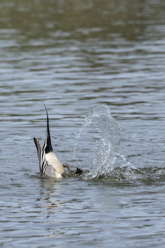 pintail-3689.jpg