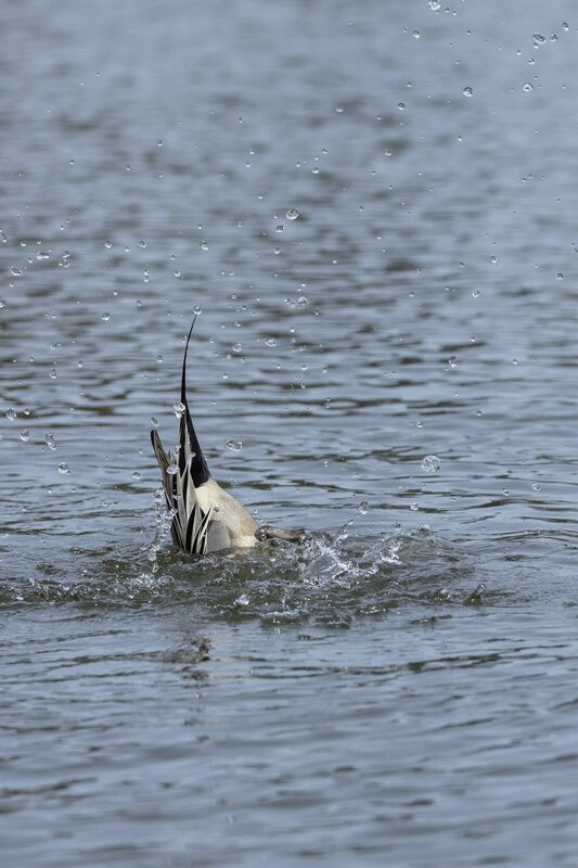 pintail-3701.jpg