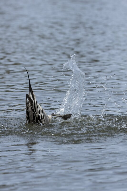 pintail-3702.jpg