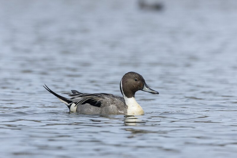 pintail-3714.jpg
