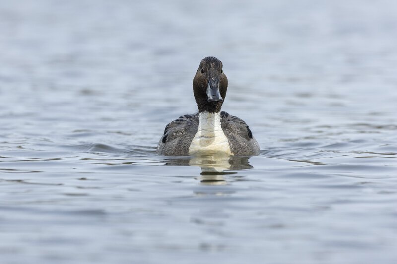 pintail-3720.jpg