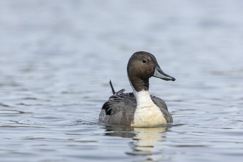 pintail-3722.jpg