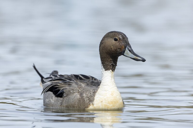 pintail-3725.jpg