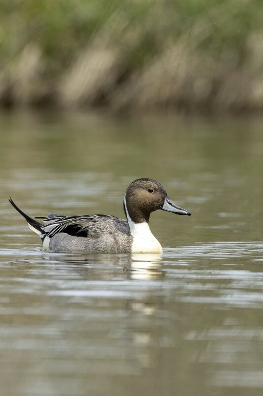 pintail-3741.jpg
