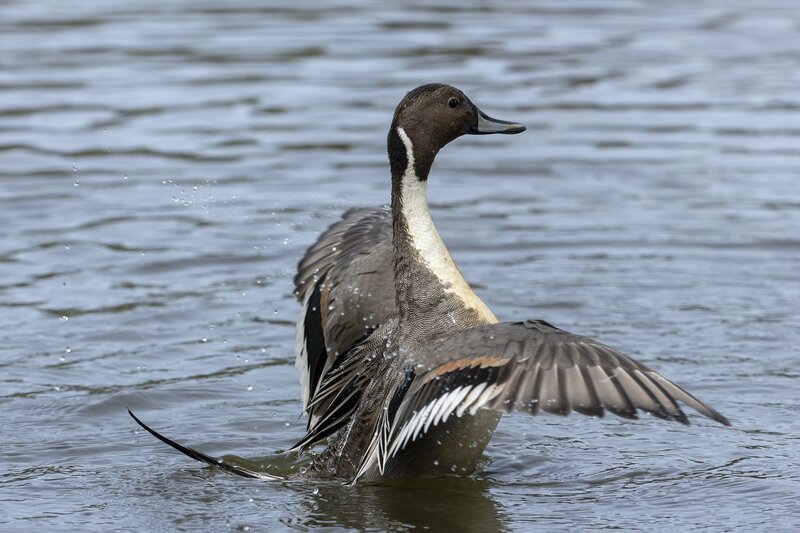 pintail-3745.jpg