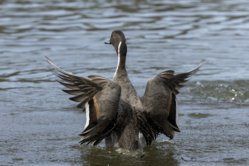 pintail-3751.jpg